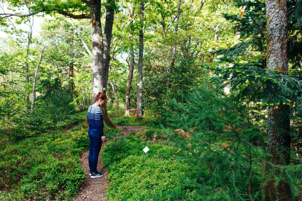 Journée internationale des forêts